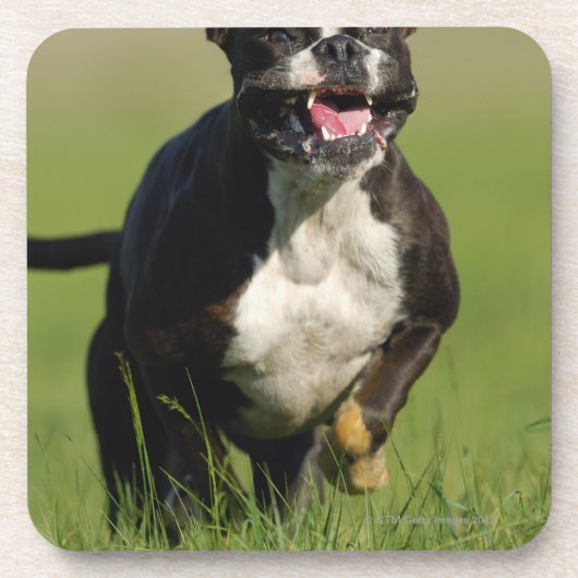 Hond loopt bier onderzetter (Voorkant)