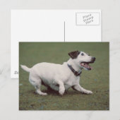 Hond loopt briefkaart (Voorkant / Achterkant)