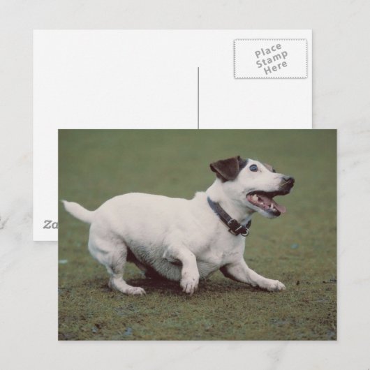 Hond loopt briefkaart (Voorkant / Achterkant)