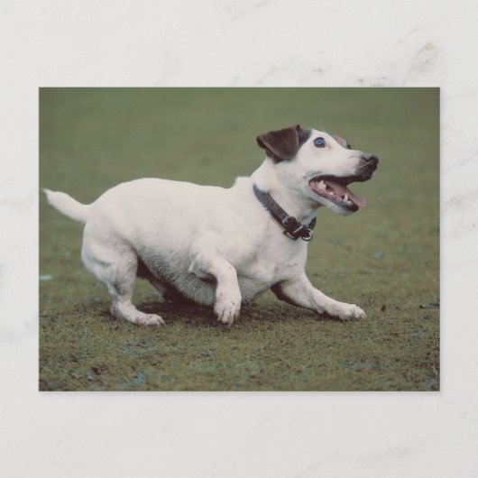 Hond loopt briefkaart (Voorkant)