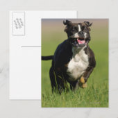 Hond loopt briefkaart (Voorkant / Achterkant)