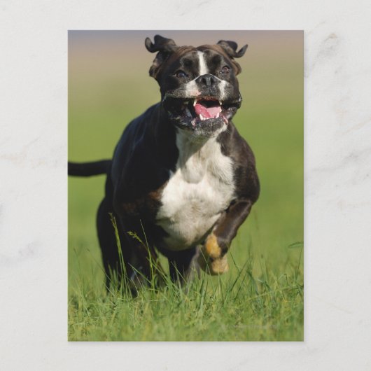 Hond loopt briefkaart (Voorkant)