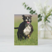 Hond loopt briefkaart (Staand voorkant)