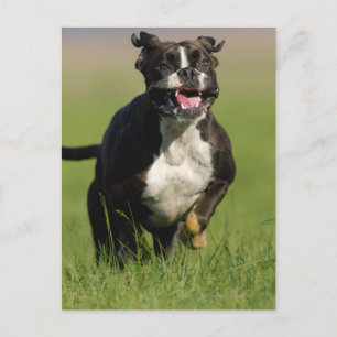 Hond loopt briefkaart