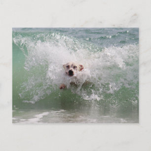 Hond loopt door oceaangolven, Surf, strand Briefkaart