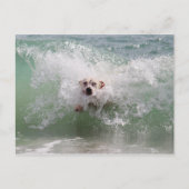 Hond loopt door oceaangolven, Surf, strand Briefkaart (Voorkant)