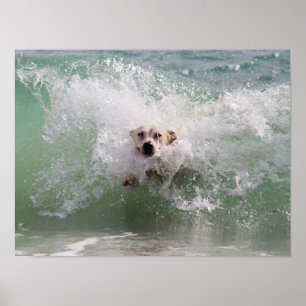 Hond loopt door oceaangolven, Surf, strand Poster