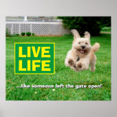 Hond loopt in de baard poster (Voorkant)