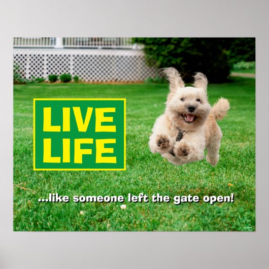 Hond loopt in de baard poster (Voorkant)