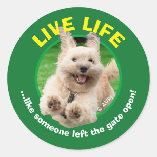 Hond loopt in de baard ronde sticker