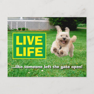 Hond loopt in de baard uitnodiging briefkaart