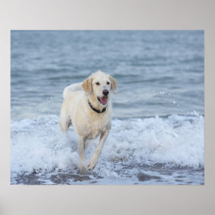Hond loopt in water op het strand. poster