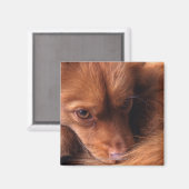 hond magneet (Voorkant / Achterkant)