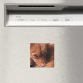 hond magneet (Insitu (Vaatwasser))