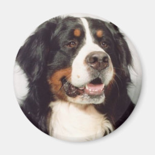 Hond Magneet