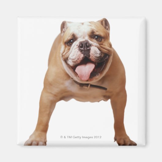 ,hond magneet (Voorkant)