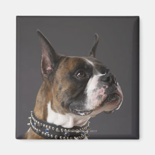 Hond met een kraag, wegkijkend magneet