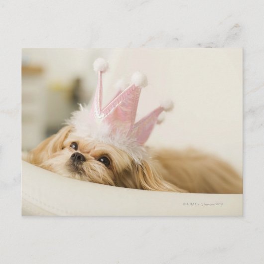 Hond met een kroon briefkaart (Voorkant)