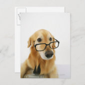 Hond met een stropdas en een bril op een stoel briefkaart (Voorkant / Achterkant)