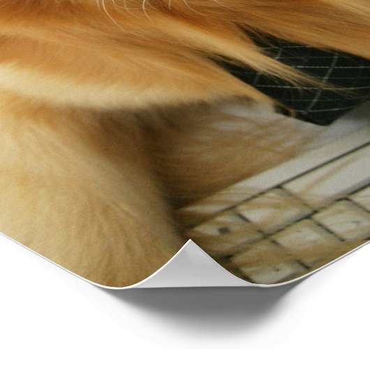 Hond met een stropdas en een bril op een stoel poster (Hoek)