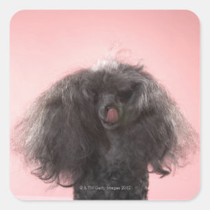 Hond met haar voor het gezicht en de tong uit vierkante sticker