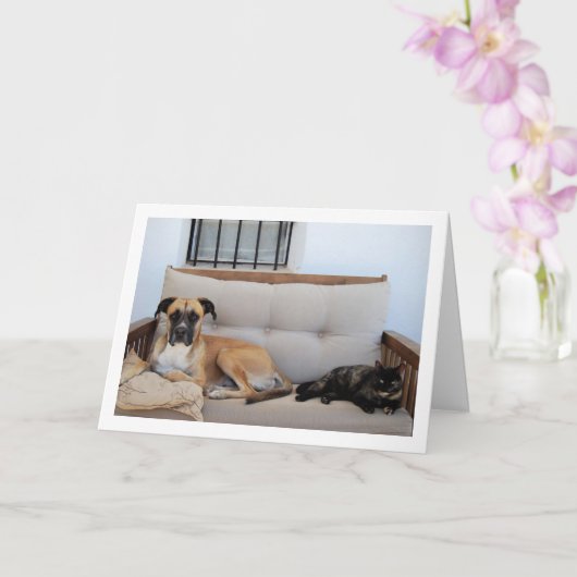 Hond met Kat op Bench Kaart (Orchidee)