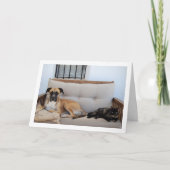 Hond met Kat op Bench Kaart (Voorkant)