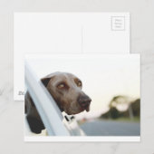 Hond met kop uit een raam briefkaart (Voorkant / Achterkant)