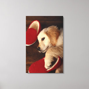 hond met schoenen op een houten vloer, verhoogd canvas afdruk