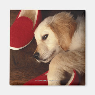 hond met schoenen op een houten vloer, verhoogd magneet