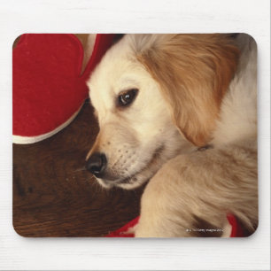 hond met schoenen op een houten vloer, verhoogd muismat