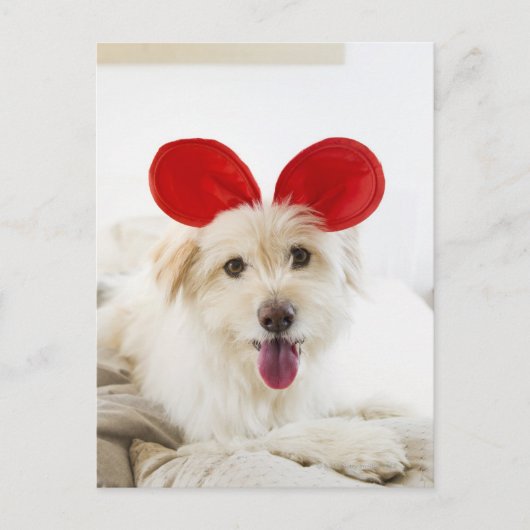Hond met speelgoed in bed briefkaart (Voorkant)