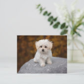 Hond met witte vacht ansichtkaart briefkaart (Staand voorkant)