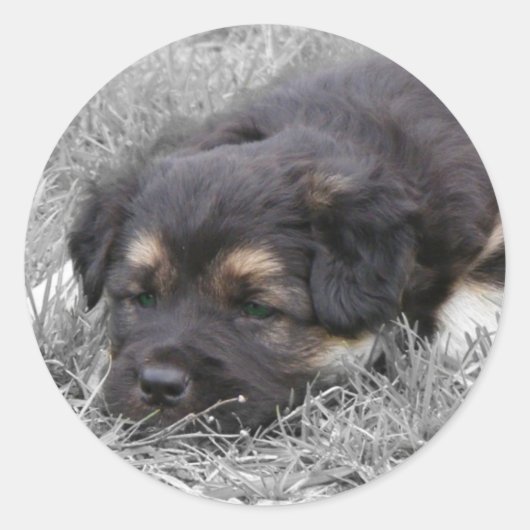 Hond moe, aanpasbaar ronde sticker (Voorkant)