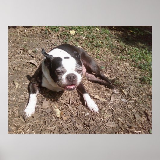 Hond moe van zomer Ken Gage fotografie Poster (Voorkant)