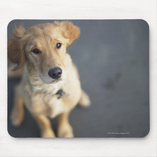 Hond omhoog, close-up muismat (Voorkant)