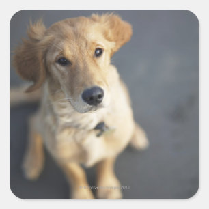 Hond omhoog, close-up vierkante sticker