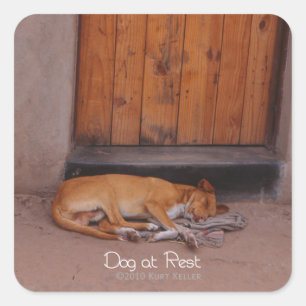 Hond onbeweeglijk vierkante sticker