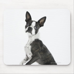 hond op 2 poten staat terwijl hij camera kijkt muismat