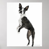 hond op 2 poten staat terwijl hij camera kijkt poster (Voorkant)