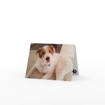 Hond op blanco briefkaart met pootafdrukken