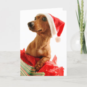 Hond op cadeau met het pet van de Kerstman Feestdagen Kaart
