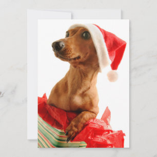 Hond op cadeau met het pet van de Kerstman Feestdagenkaart