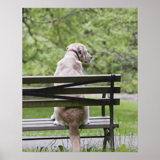 Hond op de parkeerbank poster (Voorkant)