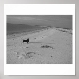 Hond op de strand poster
