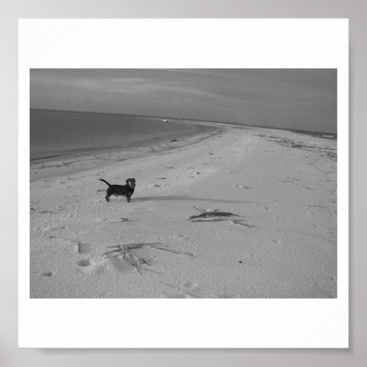 Hond op de strand poster (Voorkant)