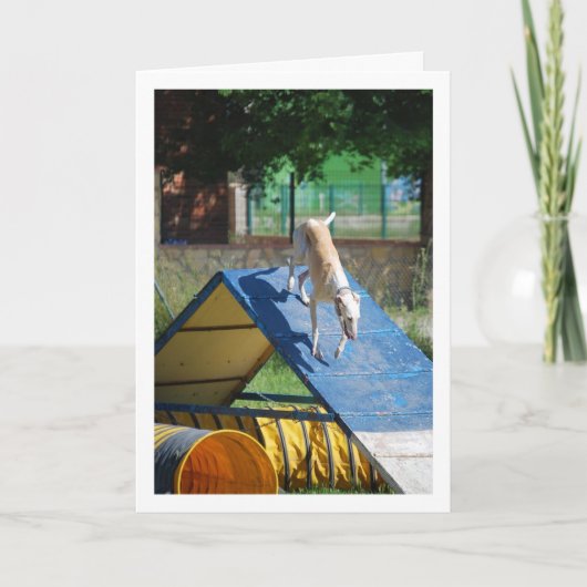 Hond op de trainingschool kaart (Voorkant)