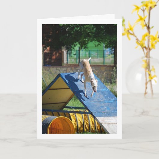 Hond op de trainingschool kaart (Gele Bloem)