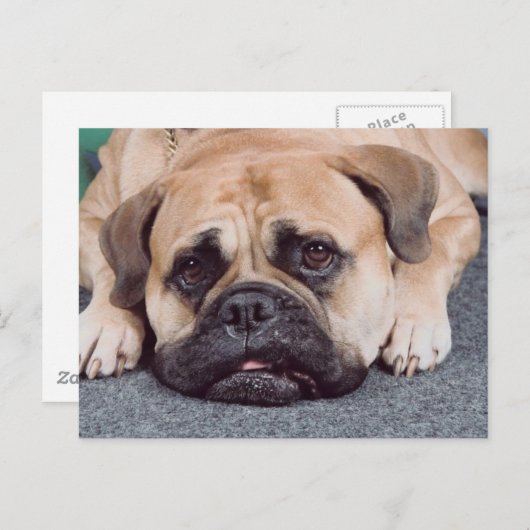 Hond op de vloer briefkaart (Voorkant / Achterkant)