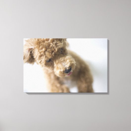 Hond op de vloer canvas afdruk (Voorkant)